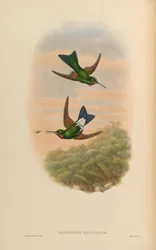 Lampraster branickii = Heliodoxa branickii